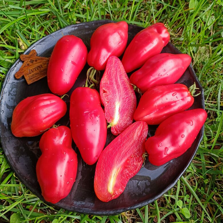 FAT man ( 10 tomātu sēklas)